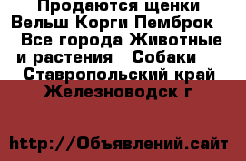 Продаются щенки Вельш Корги Пемброк  - Все города Животные и растения » Собаки   . Ставропольский край,Железноводск г.